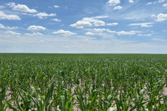 Corn-KS-6-3-25