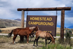 HomesteadCampgroundWapitiWy