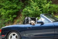 zoom-dog